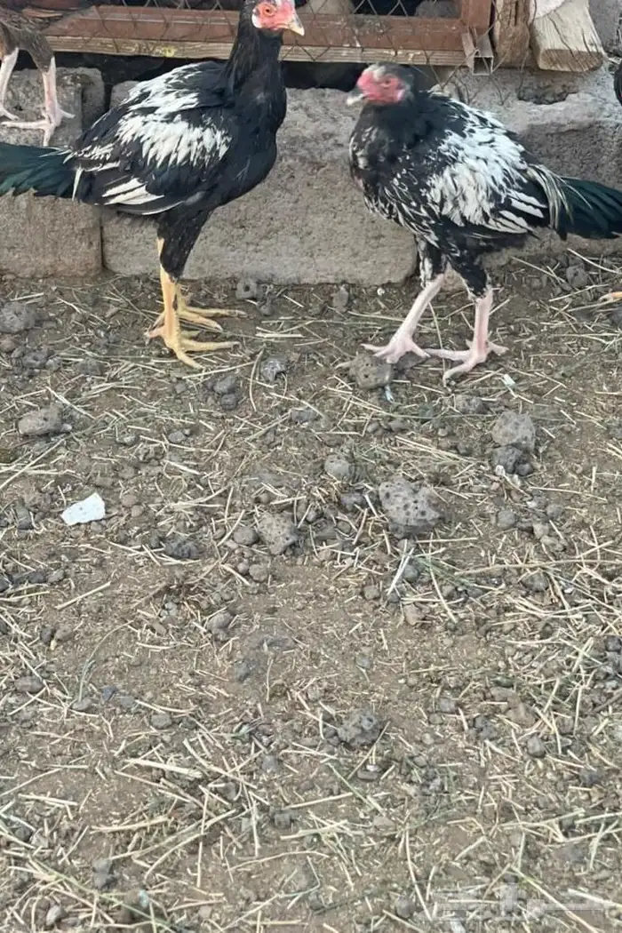 ديكه مكس بين بلدي وباكستاني 1