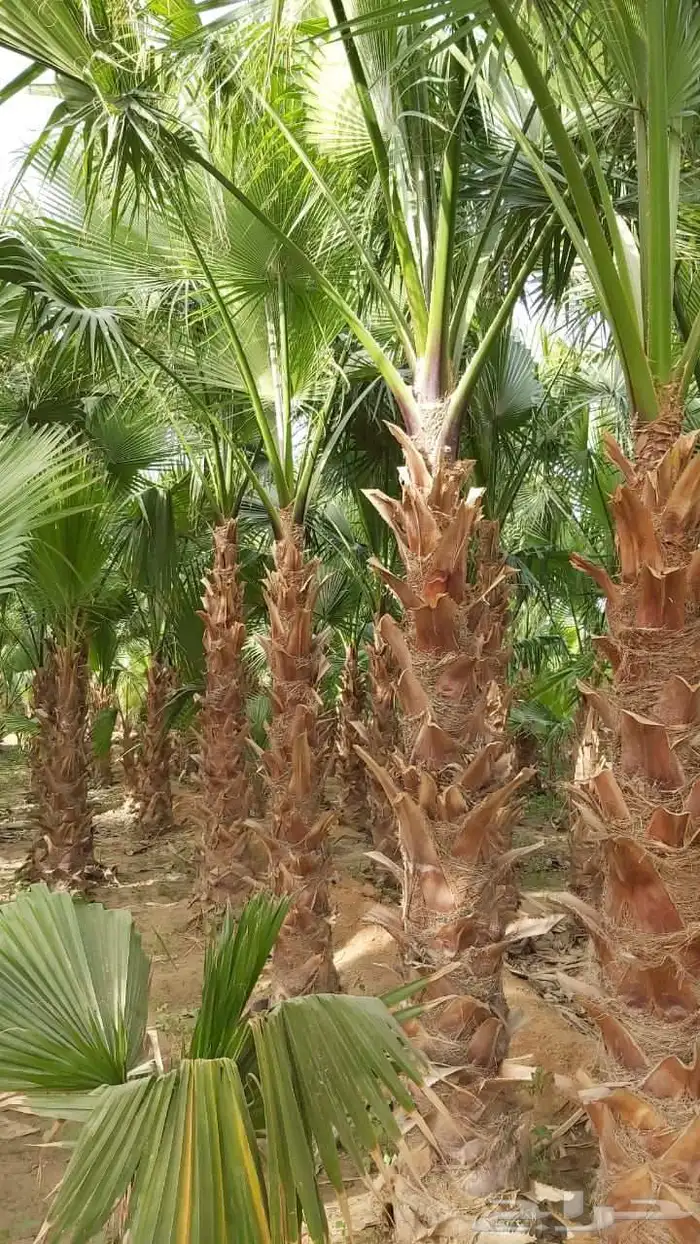 يوجد لدينا نخل واشنطن وعربي جميع المقاسات متوفره 0