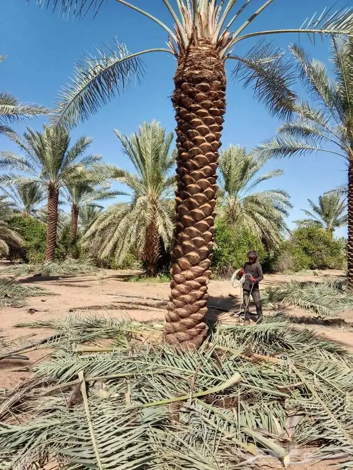 للبيع اتخيل 2