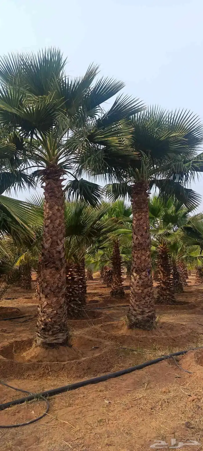 يوجد لدينا نخيل بجميع أنواعها عربي وواشنطن 4
