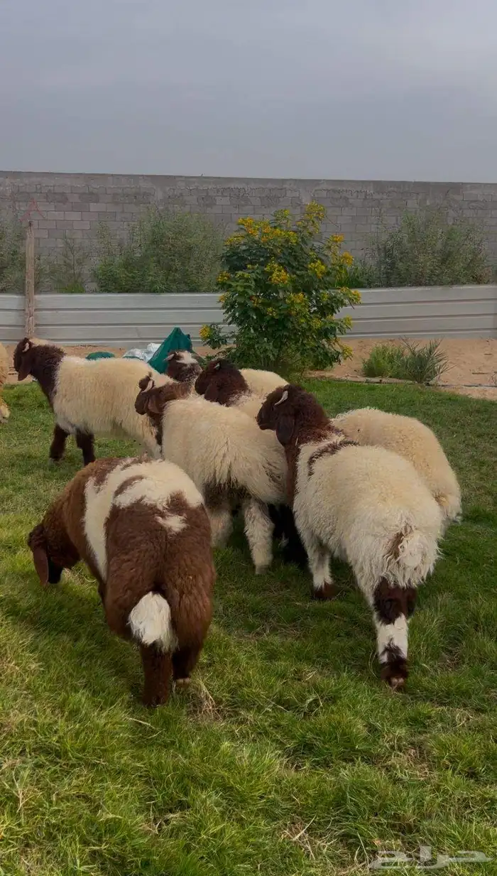 خرفان نعيم بلدي بري فل نظاف 0