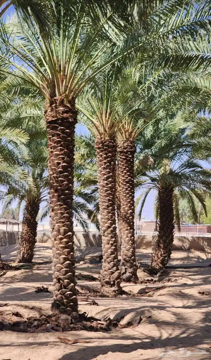 يوجد لدينا نخل واشنطن وعربي جميع المقاسات متوفره 3