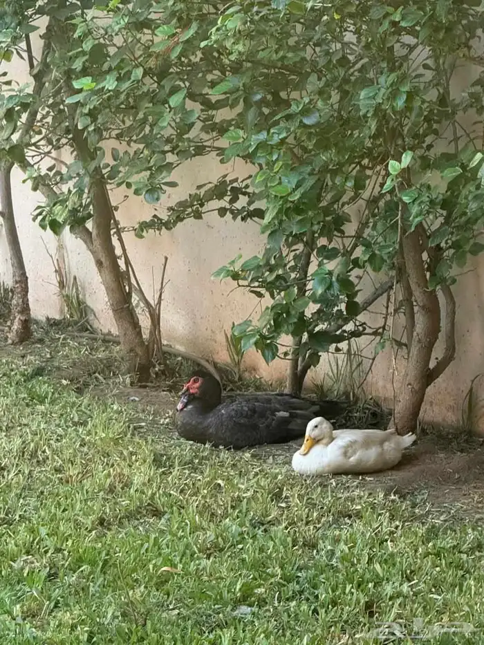 جوز بط منتجين 0