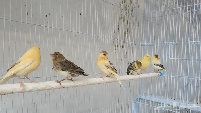 كناري طبات .. تم البيع 0