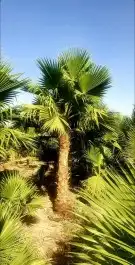 نخل واشنطونياء زينة للبيع 1