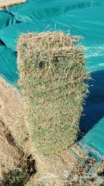 برسيم ناعم ورق صافي 0