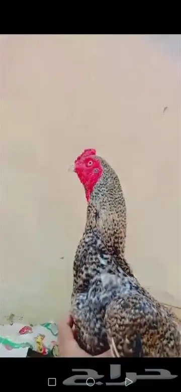 دجاج باكستاني جوده ممتاز 3