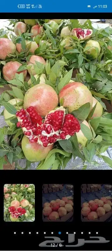 شتلات رمان الباحه 0