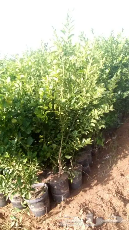 مشاتل جازان صبياء الجميع انوع منجوه لنجراع هندي 0