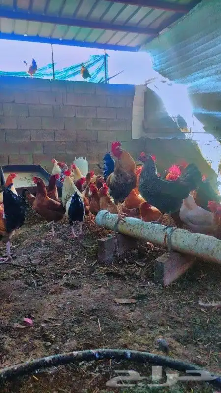 دجاج بلدي وفرنسي بياض للبيع 8