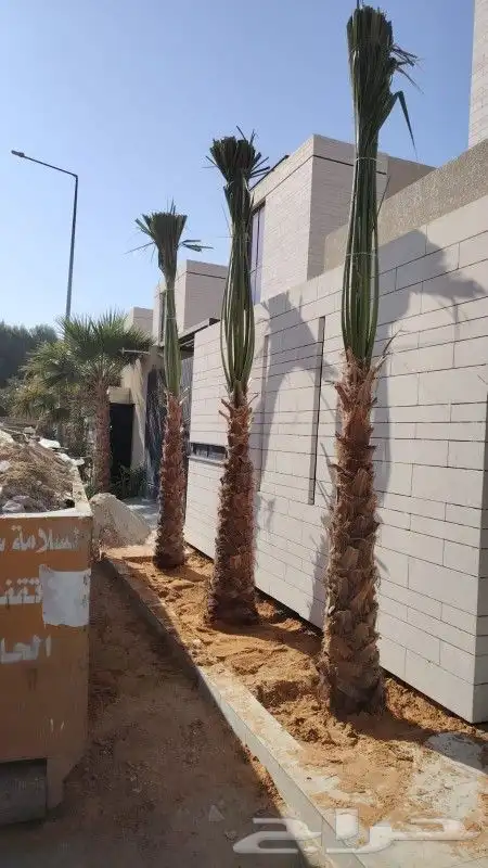 نخل واشنطن 0