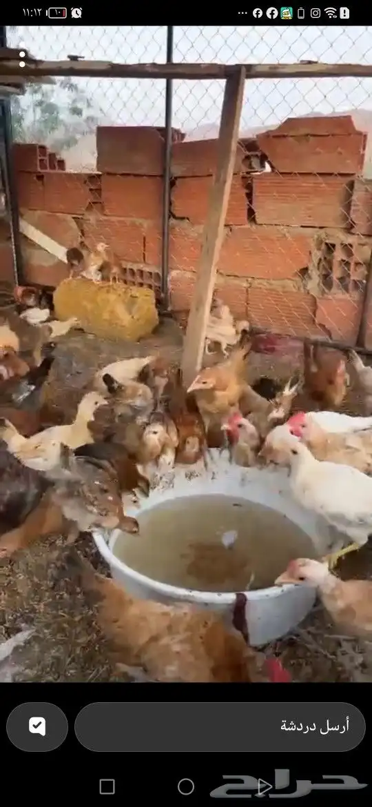 صوص بلدي حي بحره 0