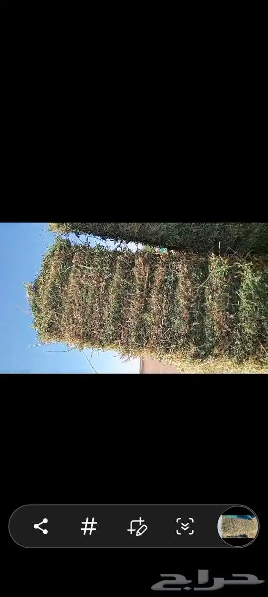 برسيم ناعم ورق صافي 2
