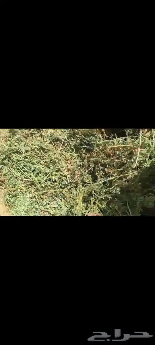 برسيم ناعم ورق صافي 3