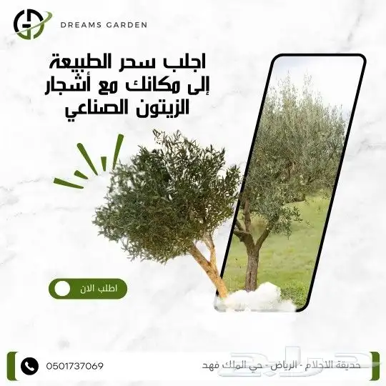 اشجار زيتون صناعية بجذوع طبيعية 5