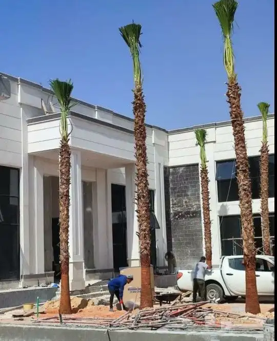 نخل واشنطني جميع المقاسات متوفره 14