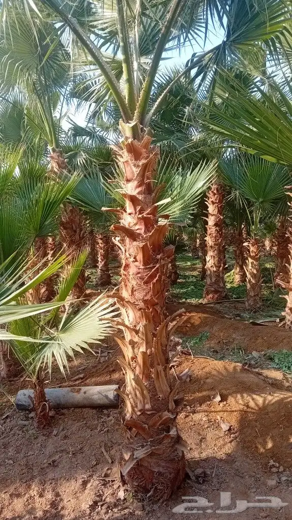 نخل واشنطنيا زينه 1