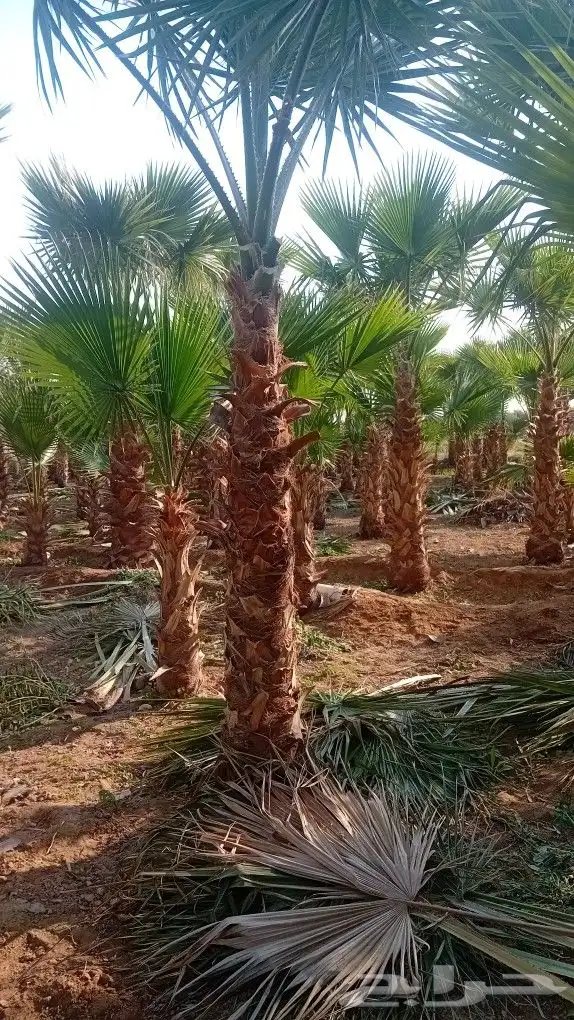نخل واشنطنيا زينه 2