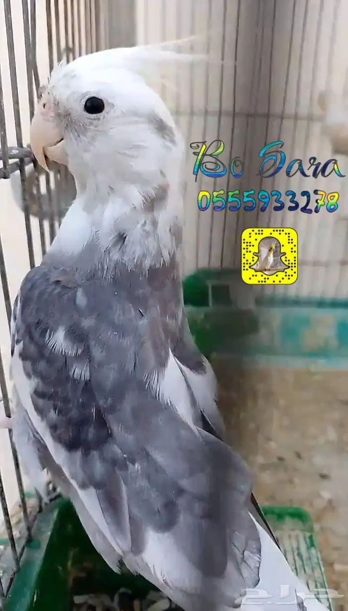 ذكر كروان بايد منتج 0