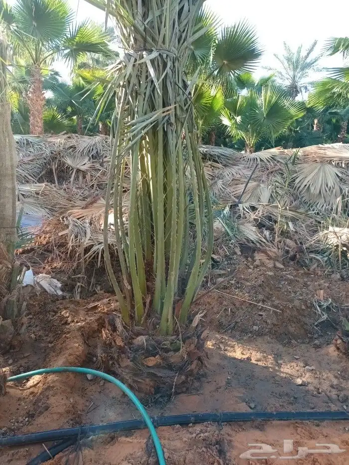 تسوير الاراضي بالشبك 10