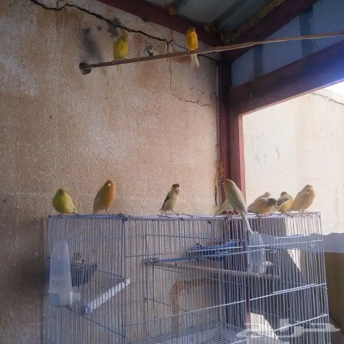 طيور كناري للبيع 2