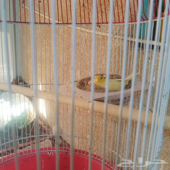 طيور كناري للبيع 0