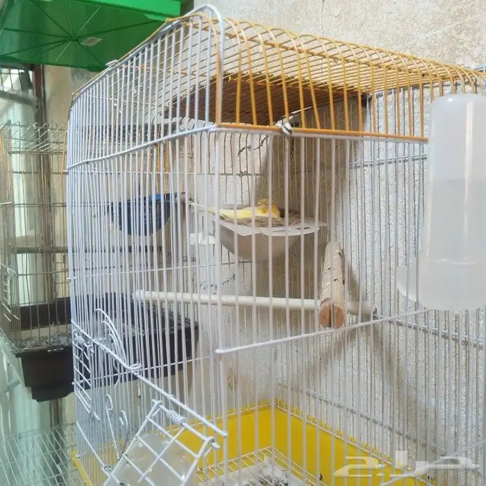 طيور كناري للبيع 3