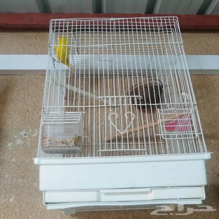 طيور كناري للبيع 1