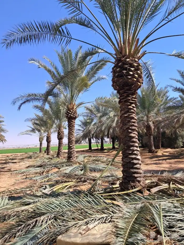 موجود جميع انواع النخل 2