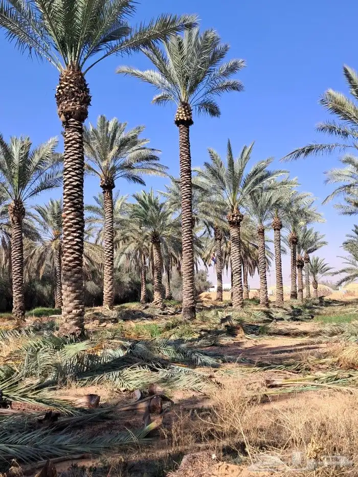 موجود جميع انواع النخل 4