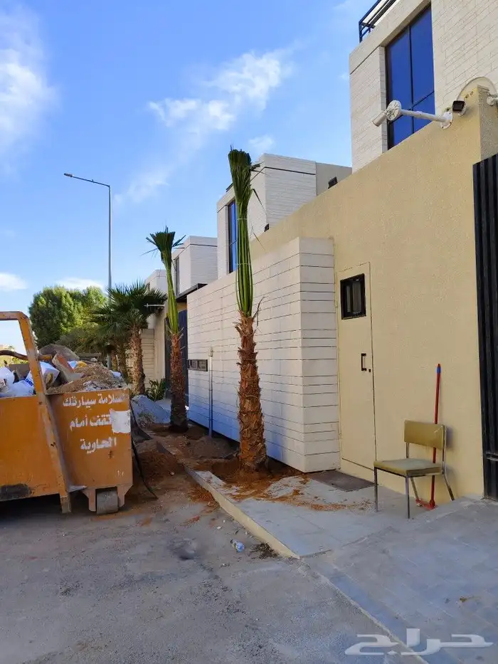 نخل واشنطن 1