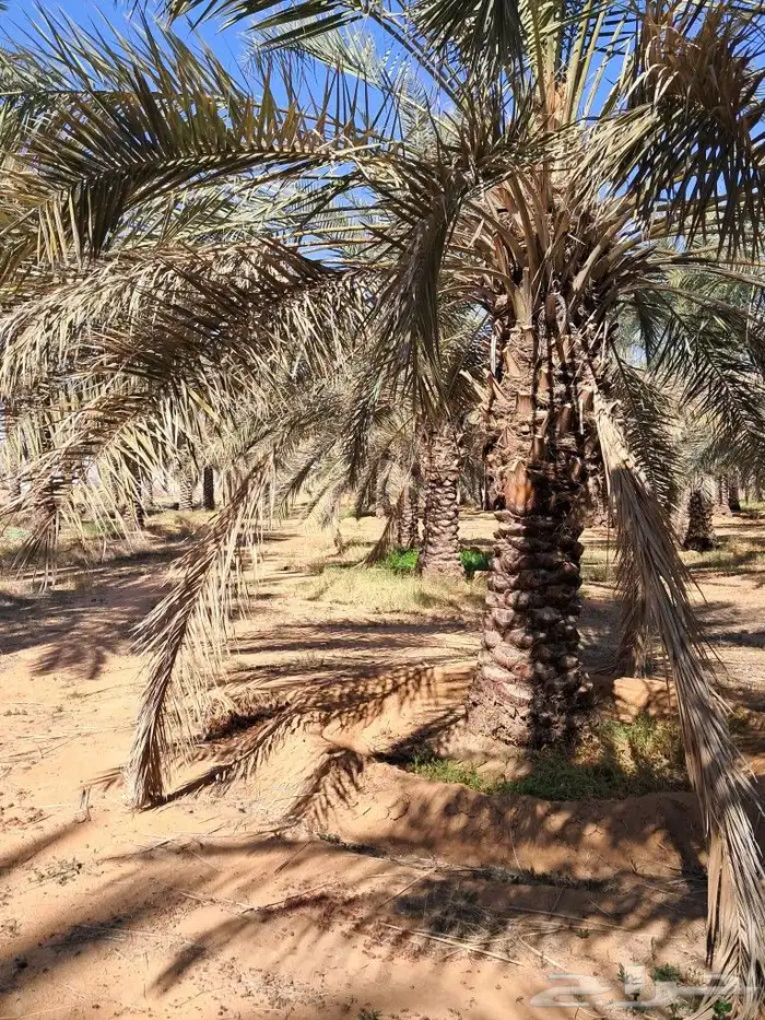 موجود جميع انواع النخل 1