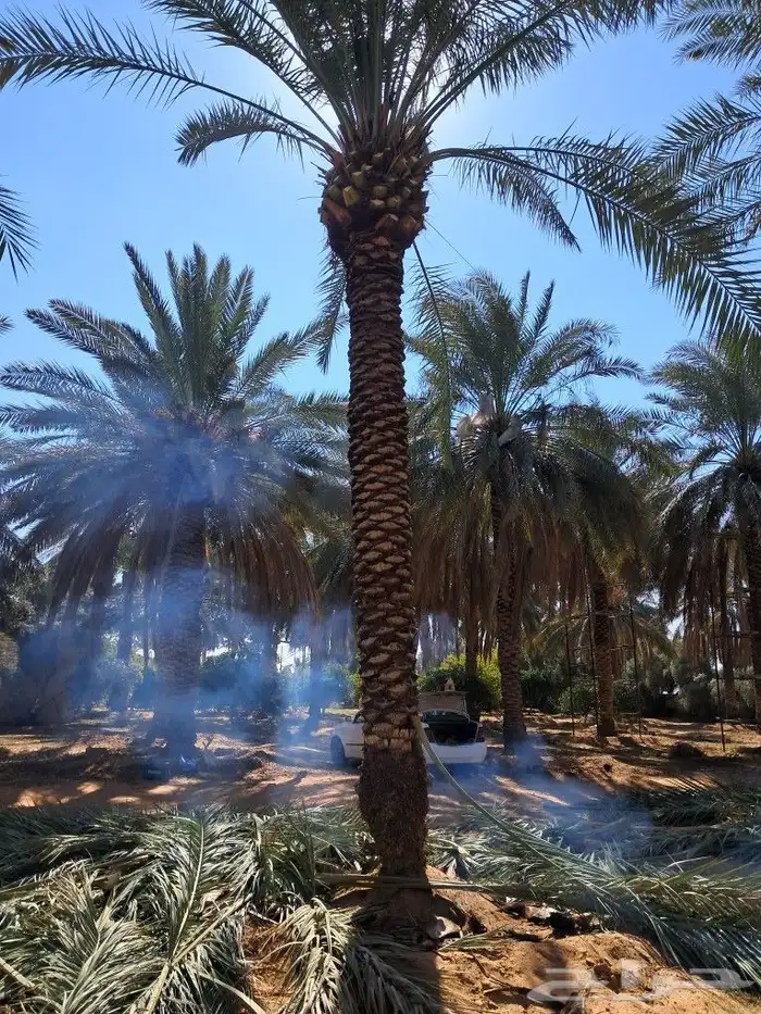 موجود جميع انواع النخل 5
