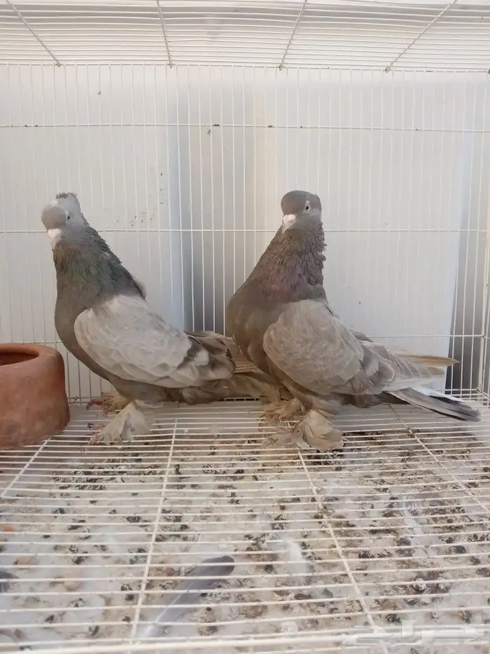 حمام تركي طحيني جرم وطول 0