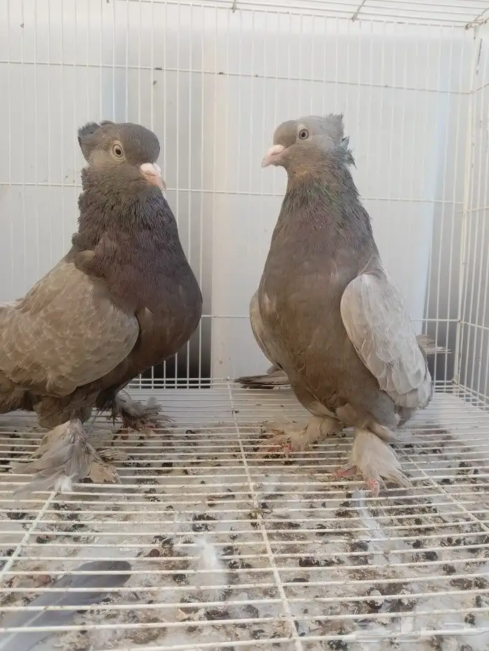 حمام تركي طحيني جرم وطول 1