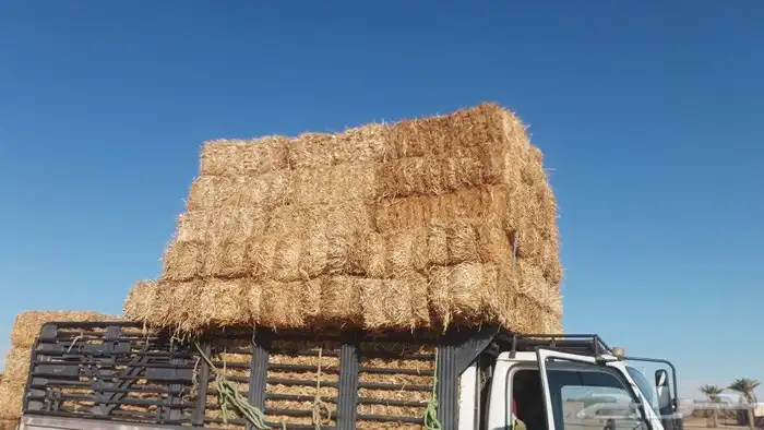 موجود تبن بور شده طيب 0