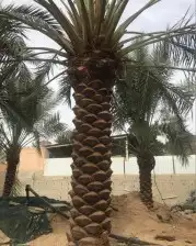 مقاول عام في توريد وزراعة النخيل 5