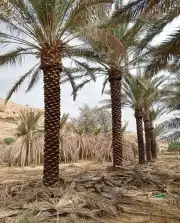 مقاول عام في توريد وزراعة النخيل 8