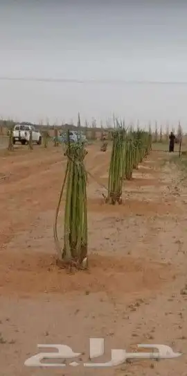 يوجد لدينا نخيل مثمر بدون ان نوعه مقاسات المختلفه 4