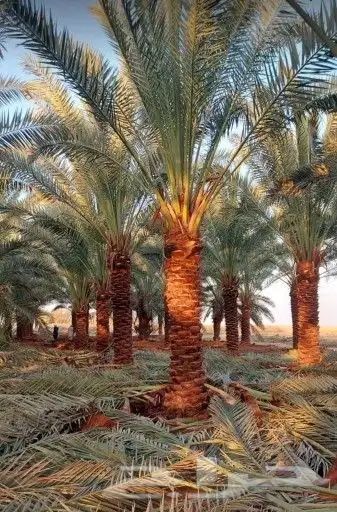 مقاول عام في توريد وزراعة النخيل 0