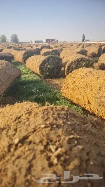 ثيل طبيعي 4