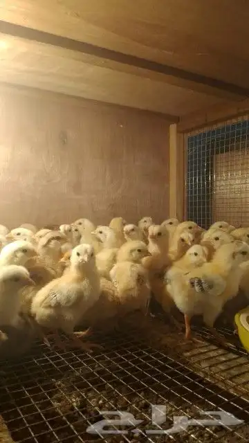 صيصان بلدي عمر اسبوع 3