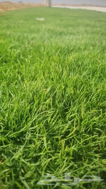 ثيل طبيعي 0