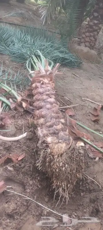 يوجد لدينا جميع انواع النخيل المثمر وواشنطن 5