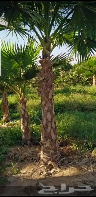 مقاول عام في توريد وزراعة النخيل 2