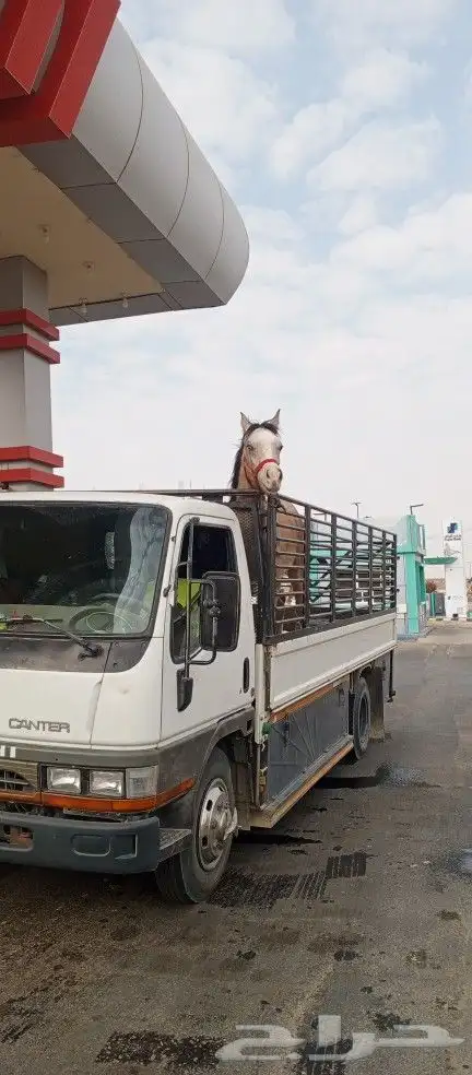 نقل خيل 1