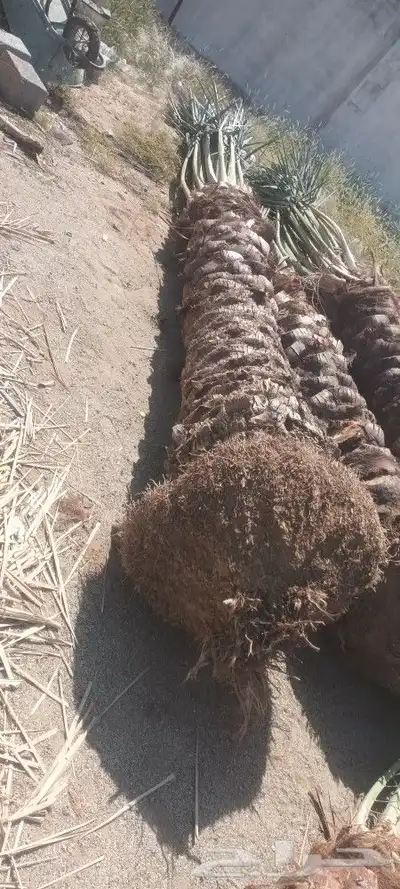 يوجد لدينا جميع انواع انخيل 2