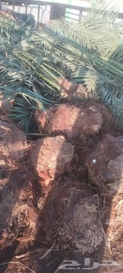 يوجد لدينا جميع انواع انخيل 5