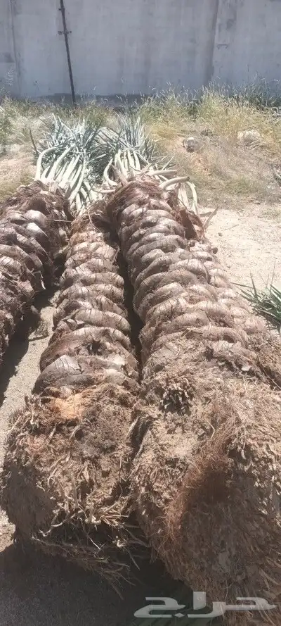 يوجد لدينا جميع انواع انخيل 1