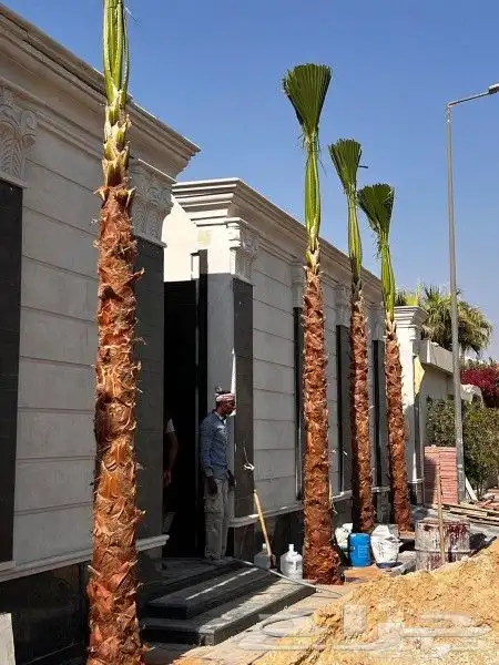 تنسيق حدائق مظلات جلسات اشجارورد سواتر ثيل طبيعي 0